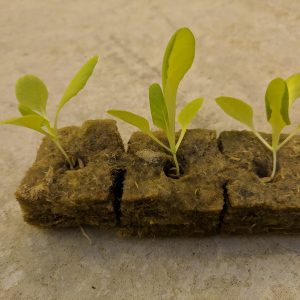 Hemp fibre cubes, seed starting, rockwool alternative