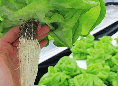 1.5 inch - Hemp cubes for hydroponic greenhouse gardening