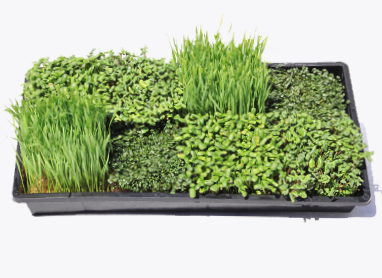 Grow Your Own Microgreens - Farmer Starter Kit