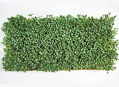 Microgreens grown with Terrafibre Hemp Products