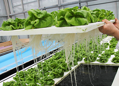 2 INCH - Hemp cubes for hydroponic greenhouse gardening