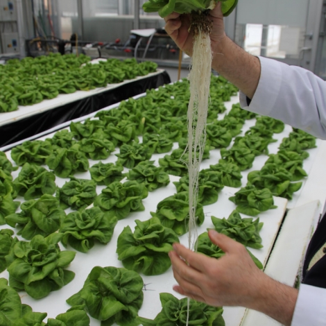 Hemp Grow Medium for hydroponic farming - lettuce