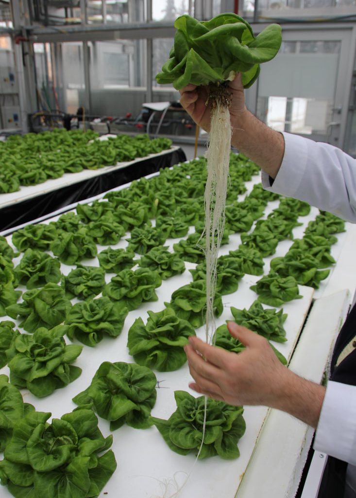 Hemp Grow Medium for hydroponic farming - lettuce