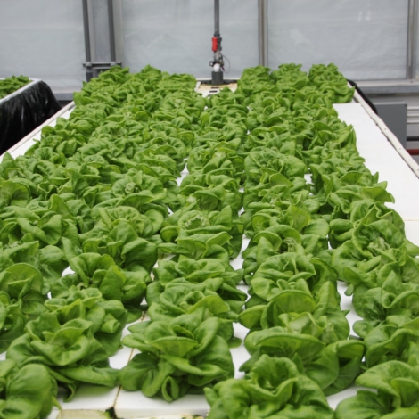 Hemp Grow Medium for hydroponic farming - lettuce