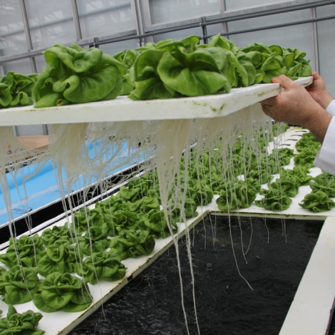 Hemp Grow Medium for hydroponic farming