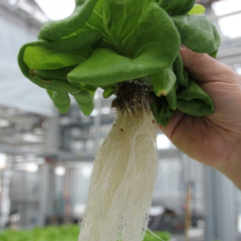 Hemp Grow Medium for hydroponic farming