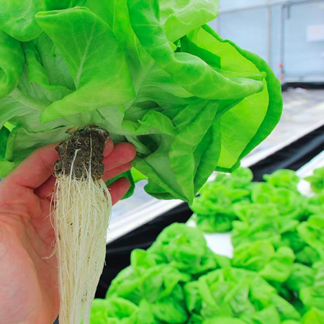 Biodegradable hemp for sustainable hydroponic farming