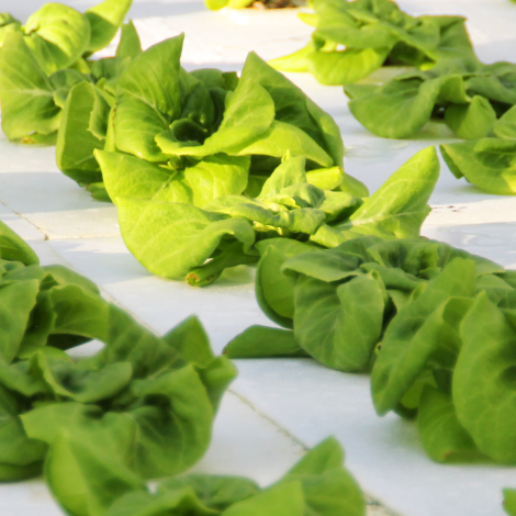 Sustainable Hemp Growing Medium