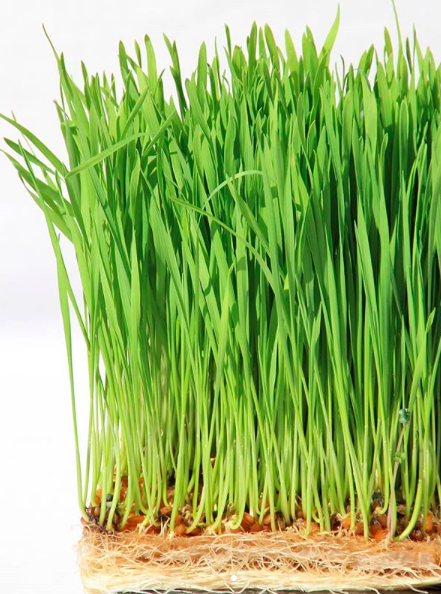 Grow Mat - Hemp Grow Medium for hydroponic farming