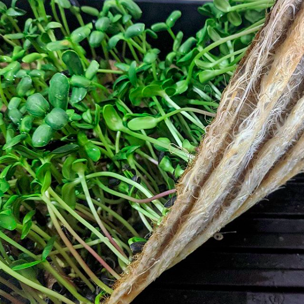 Maximum Yield Hemp Grow Products - grow hydroponically