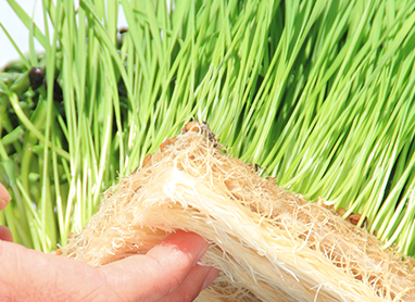 Terrafibre Hemp Grow Mats - hydroponic growing