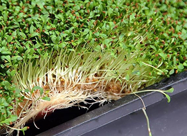 HEMP ROLL - Microgreens grown with Terrafibre Hemp Products