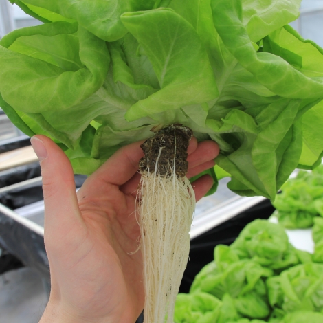 Hemp Grow Medium for hydroponic farming