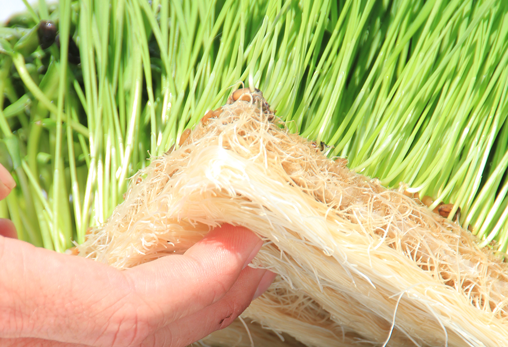 Maximum Yield Hemp Grow Products - grow hydroponically