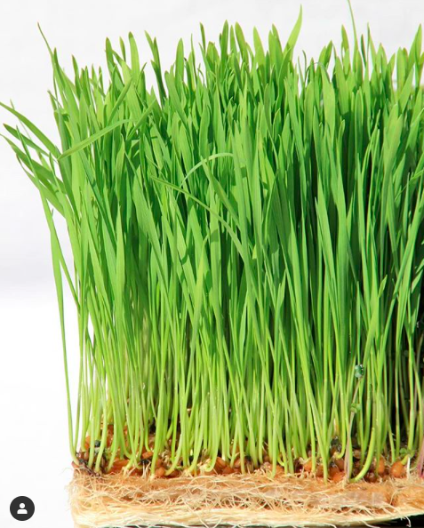 5” x 5” Terrafibre Hemp Grow Mats - Image 10