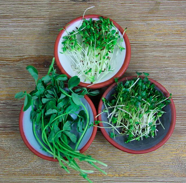 Screen Shot 2019-04-12 at 1.57.46 pm