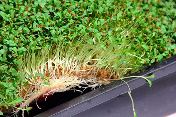 5” x 5” Terrafibre Hemp Grow Mats - Image 12