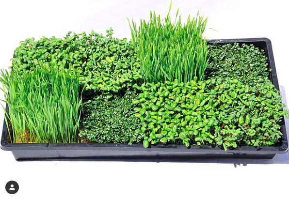 5” x 5” Terrafibre Hemp Grow Mats - Image 11