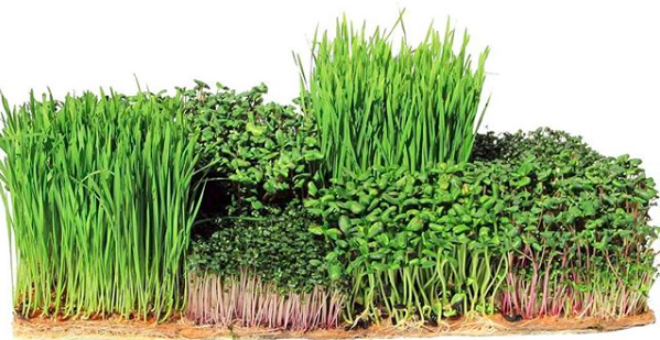 5” x 5” Terrafibre Hemp Grow Mats - Image 13