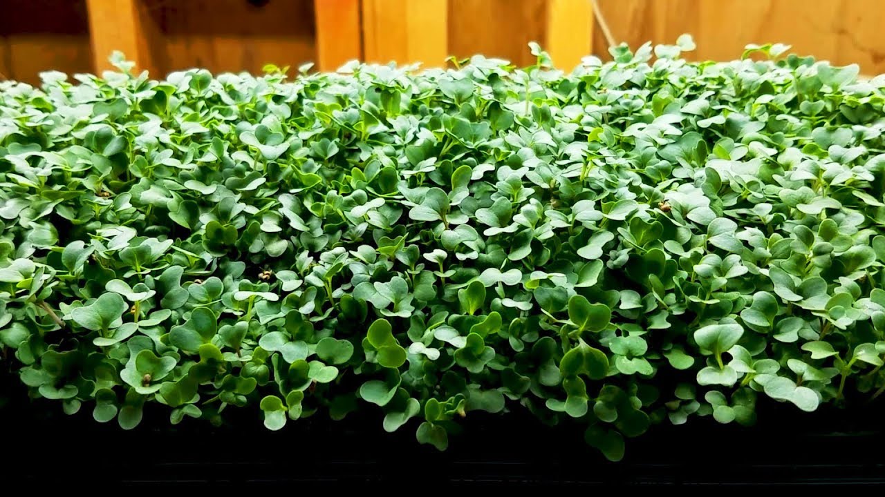 5” x 5” Terrafibre Hemp Grow Mats - Image 8