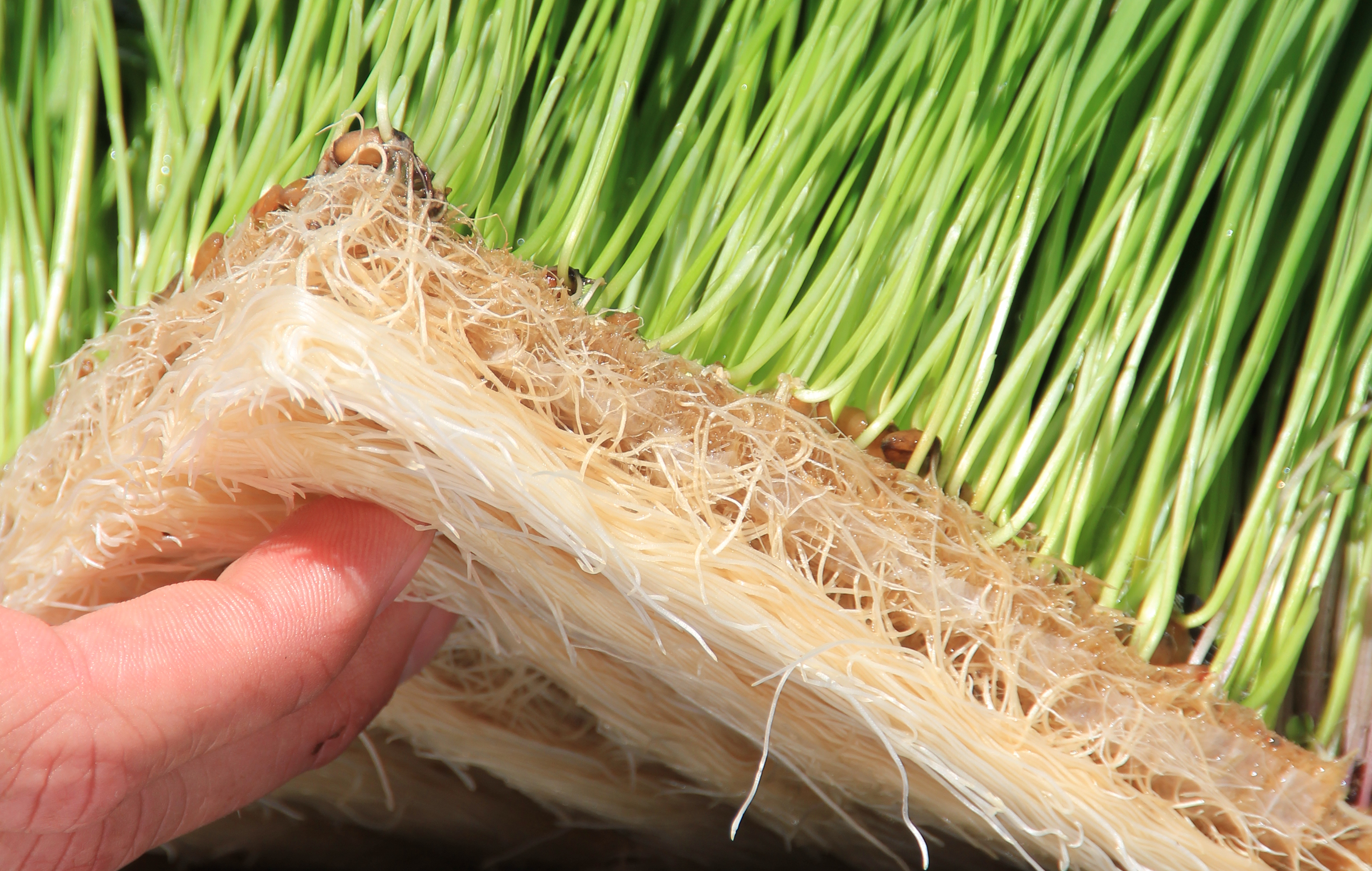 10” x 20” Terrafibre Hemp Grow Mats - Image 5