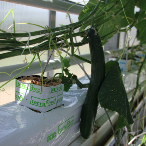 Terrafibre Hemp fibre growing slab for cucumbers