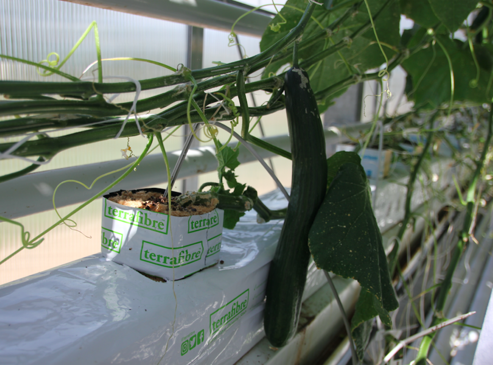 Terrafibre Hemp fibre growing slab for cucumbers