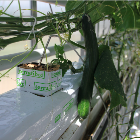 Terrafibre Hemp fibre growing slab for cucumbers