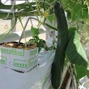 Terrafibre Hemp fibre growing slab for cucumbers