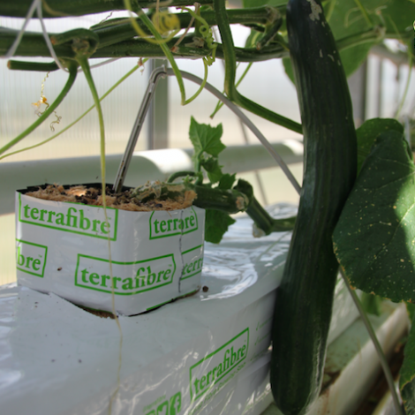 Terrafibre Hemp fibre growing slab