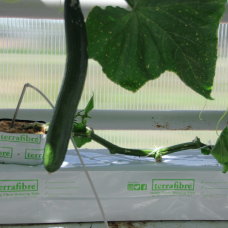 Terrafibre Hemp fibre growing slab