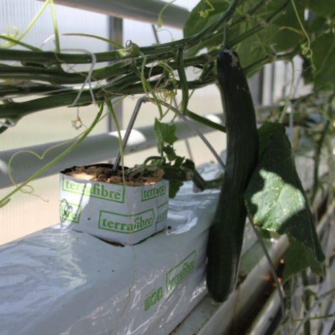 Terrafibre Hemp fibre growing slab for cucumbers