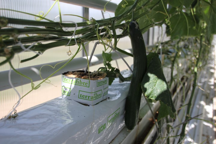 Terrafibre Hemp fibre growing slab for cucumbers