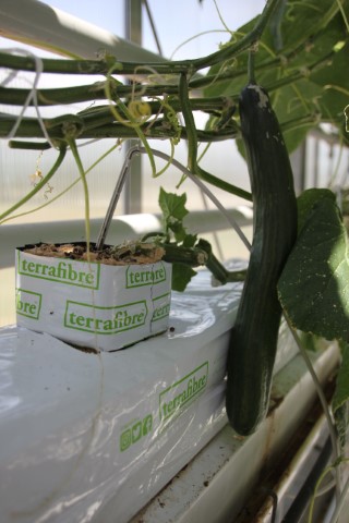 Terrafibre Hemp fibre growing slab for cucumbers