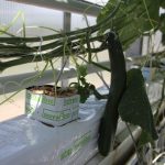 Terrafibre Hemp fibre growing slab for cucumbers