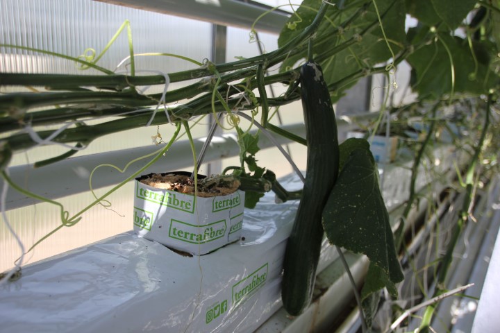 Terrafibre Hemp fibre growing slab for cucumbers