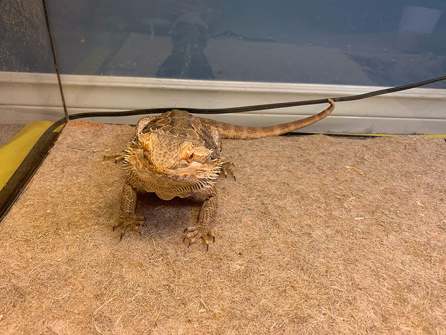 91yEkjFayvL._AC_SL1500_