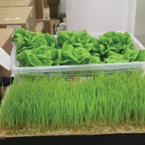 Biocomposites Group Open House - Hemp Products