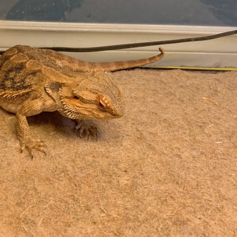 Hemp Pet Product Cage Liner