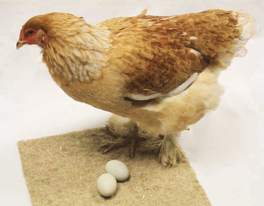 Poultry Nesting Sheets - Hemp Product