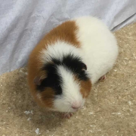 Hemp Pet Mat Product