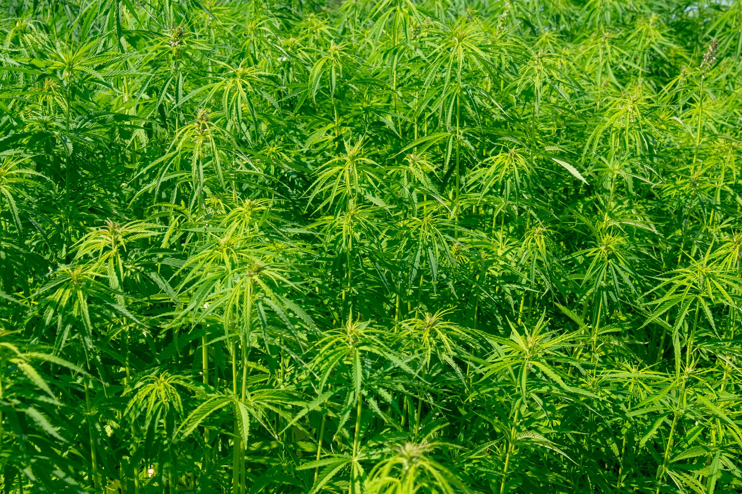 Field with industrial hemp plants