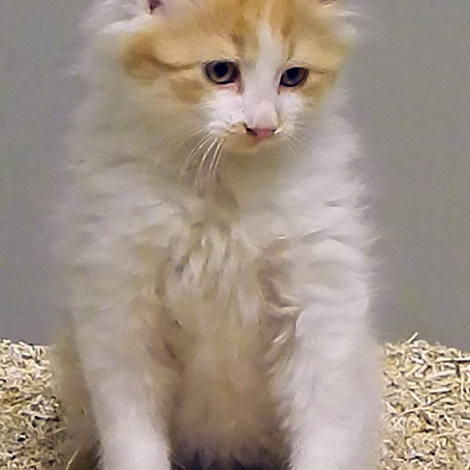 Hemp Pet Product Kitty Litter