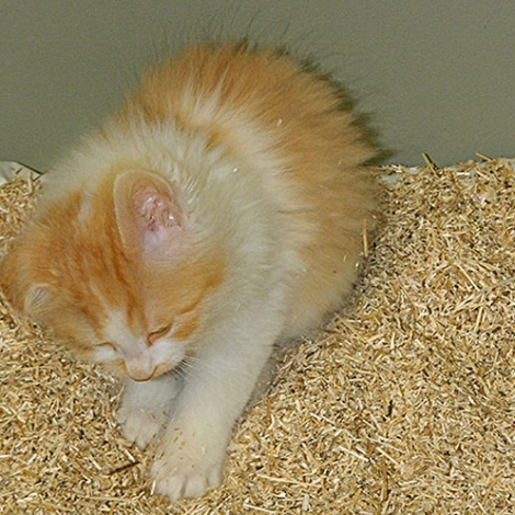 Hemp Pet Product Kitty Litter