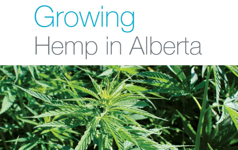 Growing Hemp in Alberta