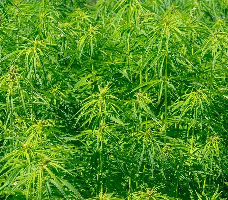 Hemp CBD variety