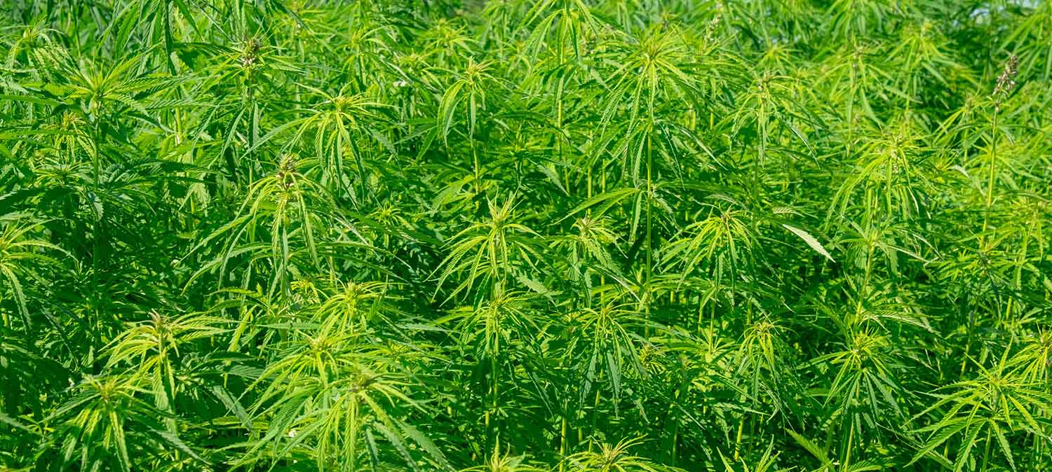 Hemp CBD variety
