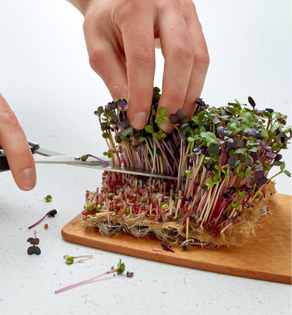 Terrafibre Hemp Growing Cubes Microgreens